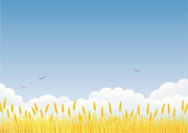 Wheat field vector art illustration