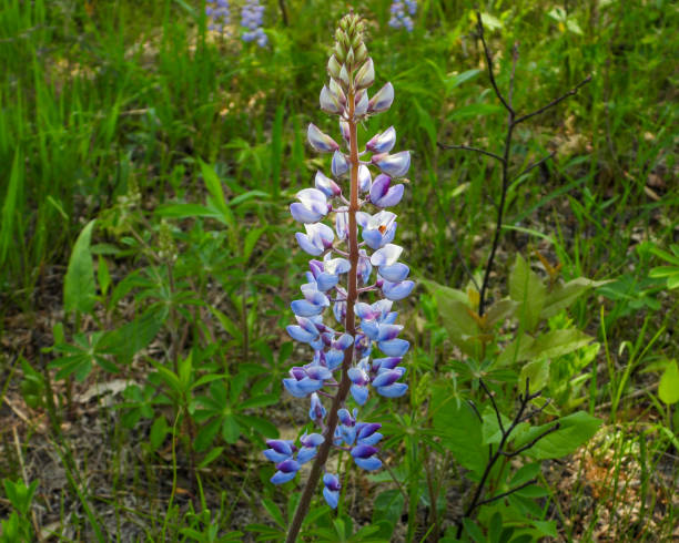 Lupinus perennis (Wild Lupine) Native North American Wildflower stock photo
