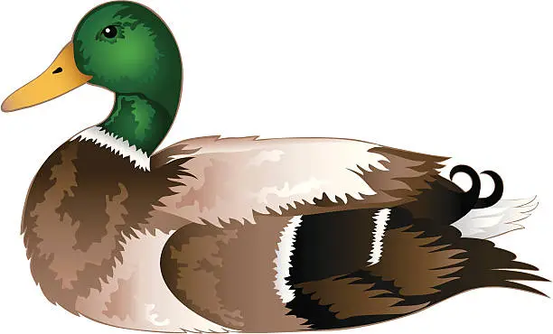 Vector illustration of Mallard duck illustration on a white background