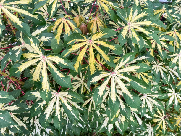zdjęcie wielu pstrych liści manioku w ogrodzie. zielony żółty kolor varigata tapioca roślina - cyjanki zdjęcia i obrazy z banku zdjęć