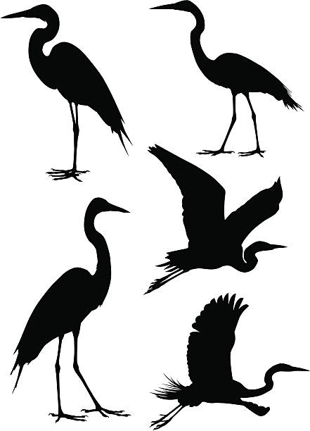 Herons A collection of five heron silhouettes. For other bird silhouettes see #7623647,#5638470,#3933454 heron stock illustrations