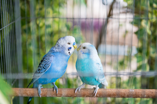 Blue wavy parrot birds couple stand together inside cage with blur green leaf background. Lovely pet animal.
