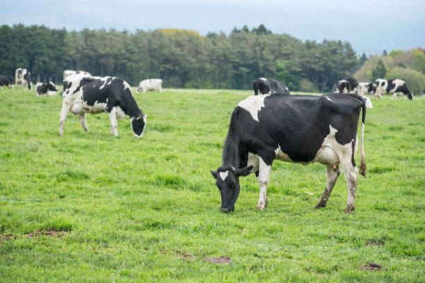 vacas lecheras negras y blancas pastando pasto en la granja asagiri kogen - cattle highland cattle beef animal fotografías e imágenes de stock