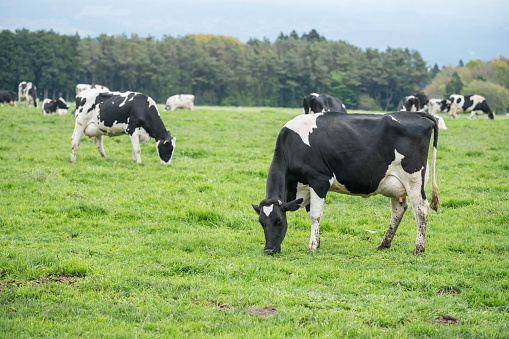 Black and whtie milk cows grazing grass at Asagiri Kogen farm with mt. Fuji view, Fujinomiya city, Shizuoka, Japan. Dairy food industry.