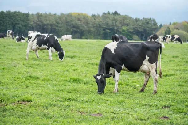 Photo of Black and whtie milk cows grazing grass at Asagiri Kogen farm