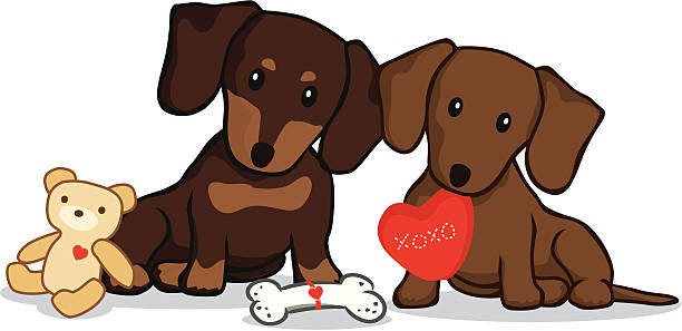ilustraciones, imágenes clip art, dibujos animados e iconos de stock de perro tejonero con de san valentín presenta - pet toy dachshund dog toy