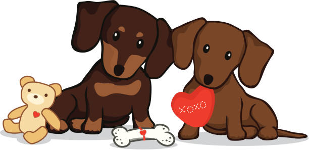 такса с valentine's представляет - pet toy dachshund dog toy stock illustrations