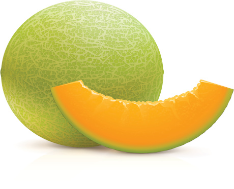 Vector illustration of juicy cantaloupe.