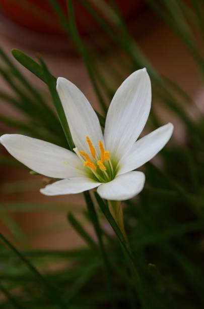 istock Zephyranthes candida, with common names that includes autumn Zephyr lily, white wildflower and Peruvian swamp lily, is a species of rain lily. Amaryllidaceae. White fairy lily 1654990643