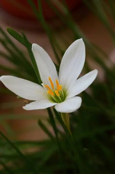Zephyranthes candida, with common names that includes autumn Zephyr lily, white wildflower and Peruvian swamp lily, is a species of rain lily. Amaryllidaceae. White fairy lily