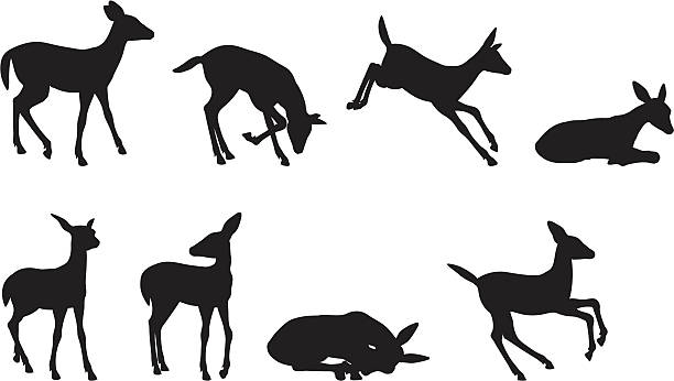 illustrations, cliparts, dessins animés et icônes de jeune collection de silhouette de cerf - faon