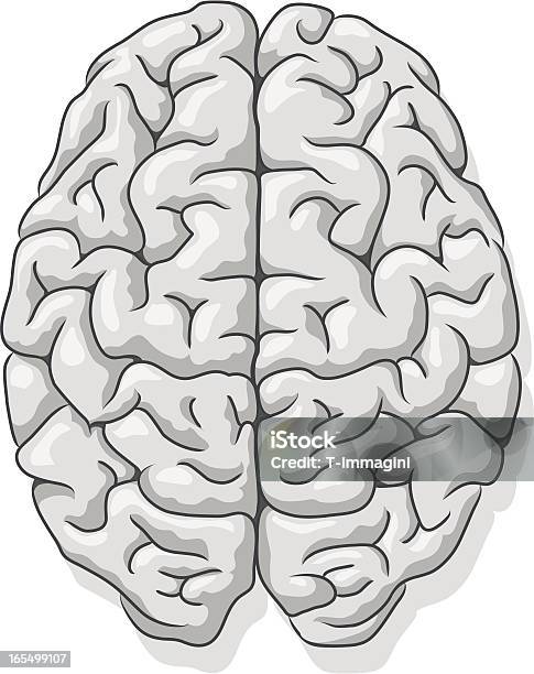 Gray Question Cerveau Humain Vecteurs libres de droits et plus d'images vectorielles de Vue en plongée verticale - Vue en plongée verticale, Cerveau humain, Image clipart