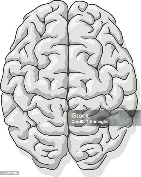Vetores de Gray Questão Cérebro Humano e mais imagens de Vista de Cima para Baixo - Vista de Cima para Baixo, Cérebro humano, Clip Art