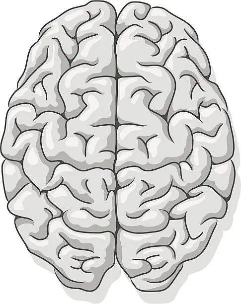 Vector illustration of Gray matter, Human brain.