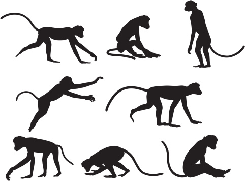 Monkey Silhouettes.