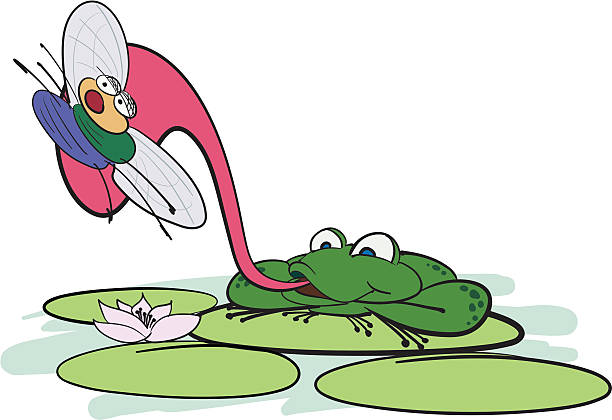 лягушка уловов fly - frog animal tongue animal eating stock illustrations