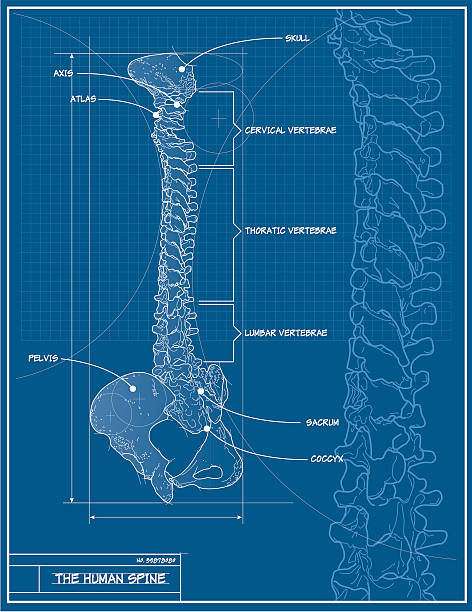 Blueprint vettore Spina dorsale umana - illustrazione arte vettoriale