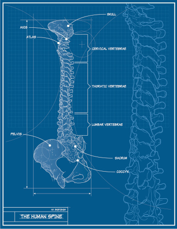 Vector Human Spine Blueprint