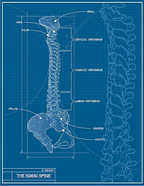 Vector illustration of Vector Human Spine Blueprint