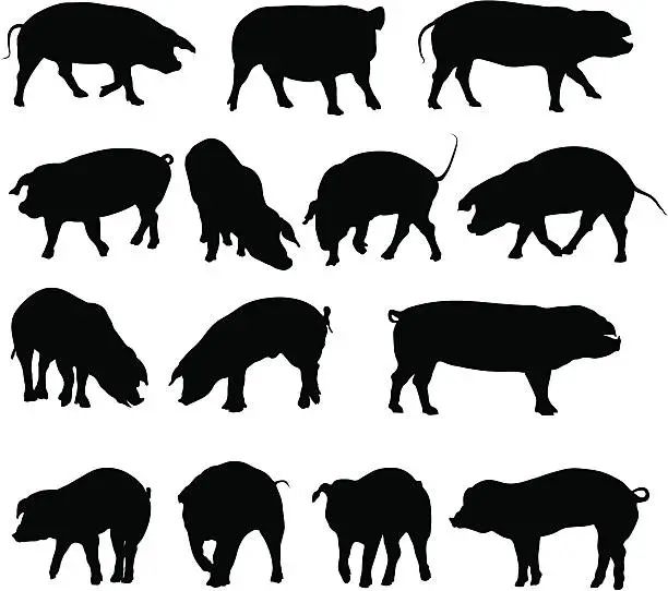 Vector illustration of Pig silhouette collection.