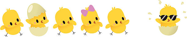 bad jaj - baby chicken eggs young bird easter stock illustrations