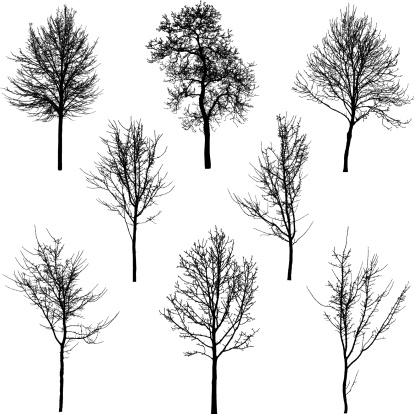 A collection of detailed delicate tree silhouettes.