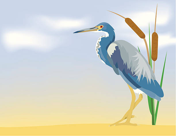трехцветные цапля - tricolored heron stock illustrations