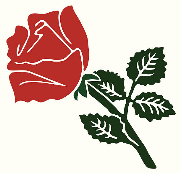 czerwona róża - english rose stock illustrations