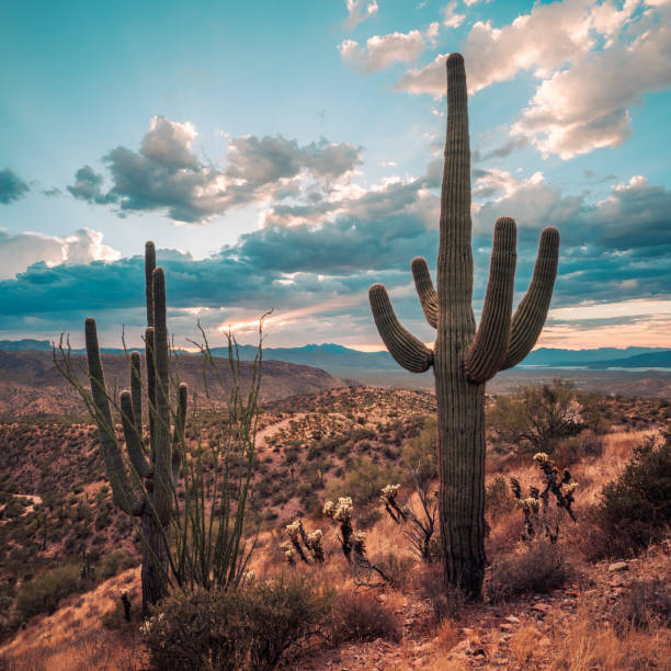 Saguaro cactus stand tall in stylized sunset view near Roosevelt Lake in Tonto National Forest stock photo