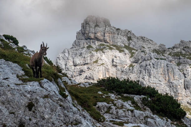 istock Steinbocks in the Julian alps 1655012602