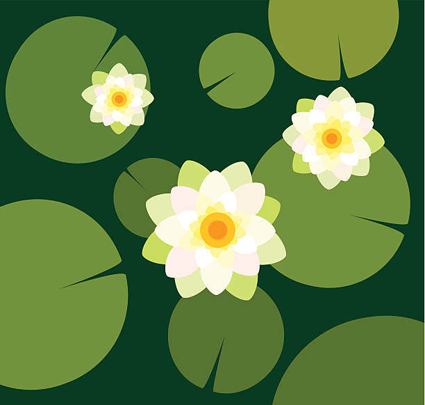 Flat drawing of water lilies viewed from above vector art illustration