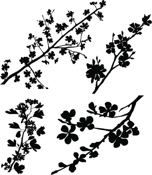 illustrations, cliparts, dessins animés et icônes de épanouie les branches - fleur-pommier