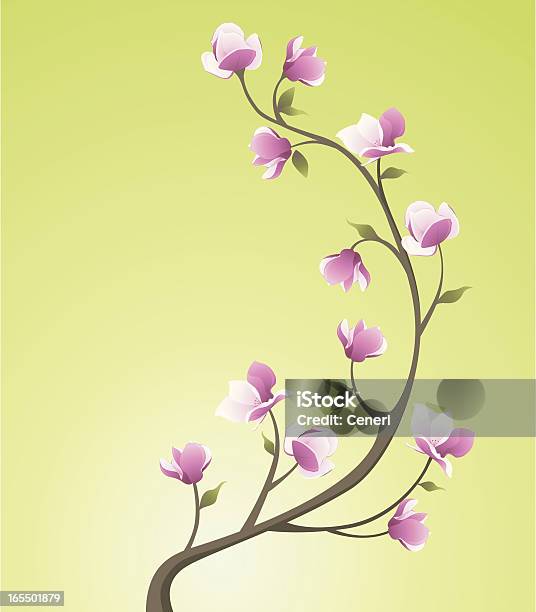 Magnolia Stock Illustration - Download Image Now - Flower, Magnolia, Botany