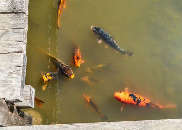 istock Japanese Garden Fish 4 1655019976
