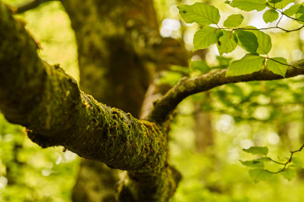 Tree branch with green moss in detail and camera blur
