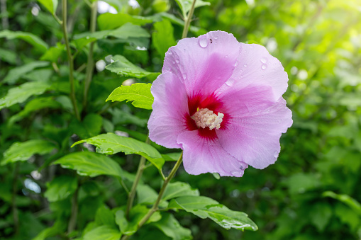 Korean national flower in the name Rose of Sharon or Mugunghwa flower in the summer season.