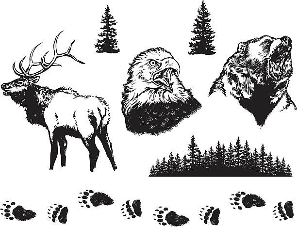 ilustraciones, imágenes clip art, dibujos animados e iconos de stock de elementos de diseño de la naturaleza - ciervo de américa del norte