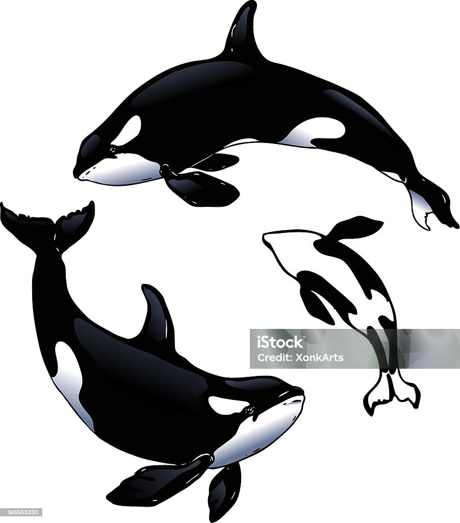 Orcas Hình minh họa Sẵn có - Tải xuống Hình ảnh Ngay bây giờ ...