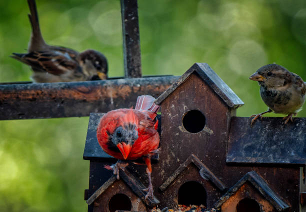 istock Northern Cardinal on the bird feeder in front of two two Sparrows 1655040817