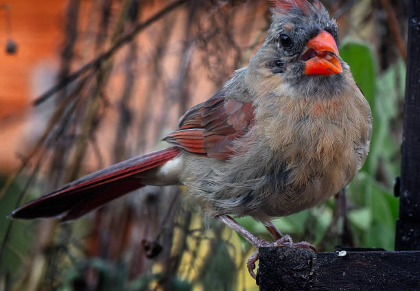 istock A Northern Cardinal arrives on the deck 1655040819