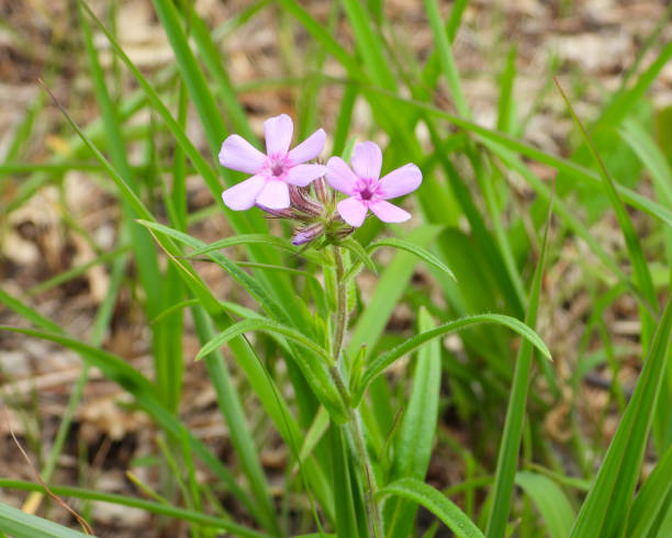 Phlox pilosa (Prairie Phlox) Native North American Wildflower