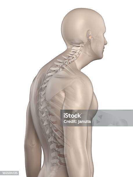 Man Spine Kyphosis Phase 3 Isolated Stock Photo - Download Image Now - People, Anatomy, Back