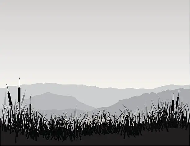 Vector illustration of Marshland with Cattails