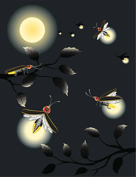 Piorun błędów/Fireflies w Światło księżyca – artystyczna grafika wektorowa