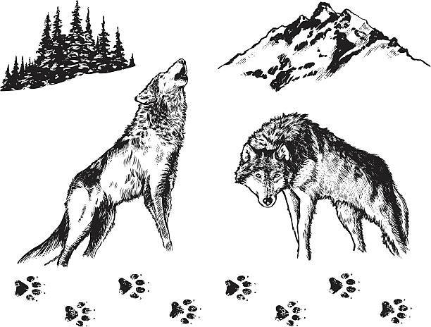 Wolf - Graphic Elements Hand drawn wolves and related nature elements.  wolf stock illustrations