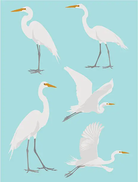 Vector illustration of Vector illustrations of a heron in various poses