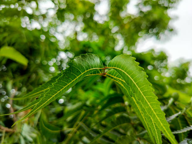 Azadirachta indica, commonly known as neem, nim tree or Indian lilac, commonly use for medicinal purpose in India. A very usefull ayurvedic antiseptic medicine. Closup of organic neem leaves commonly known as margosa, neem, nimtree or Indian lilac, is a tree in the mahogany family Meliaceae. azadirachta indica también se conoce como neet tree en la india. una planta muy útil en la antigua terapia médica india o tratamiento de ayurveda. comúnmente utilizado como antiséptico. primer plano de hojas frescas orgánicas de neem son populares co