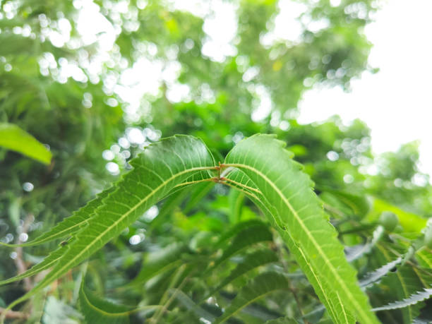 Azadirachta indica, commonly known as neem, nim tree or Indian lilac, commonly use for medicinal purpose in India. A very usefull ayurvedic antiseptic medicine. Closup of organic neem leaves commonly known as margosa, neem, nimtree or Indian lilac, is a tree in the mahogany family Meliaceae. azadirachta indica también se conoce como neet tree en la india. una planta muy útil en la antigua terapia médica india o tratamiento de ayurveda. comúnmente utilizado como antiséptico. primer plano de hojas frescas orgánicas de neem son populares co