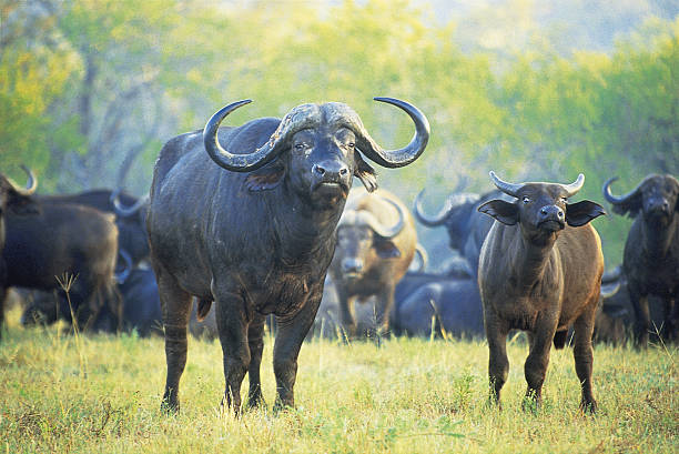 Cape Buffalo herd grazing in South Africa stock photo