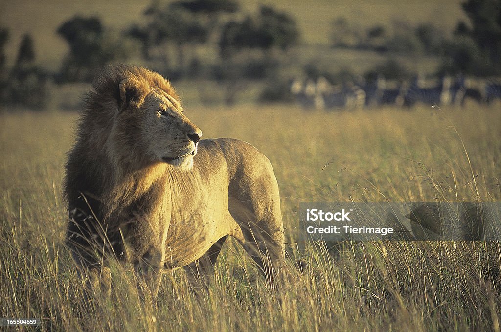 숫나사 Lion 영업중 사바나 케냐에서는 - 로열티 프리 0명 스톡 사진